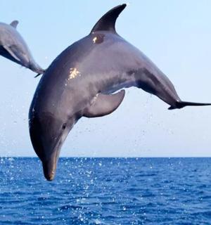 two dolphins jumping out of the water