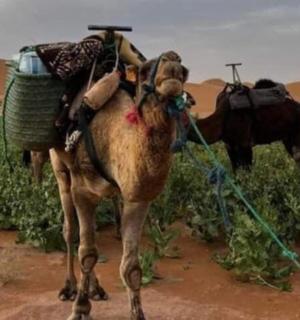 a camel with a basket on its back in the desert