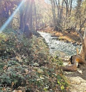 森林中间的一条小溪