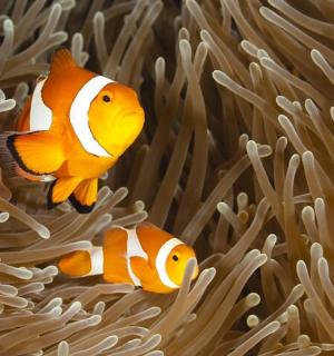 two orange and white fish swimming in an anemone