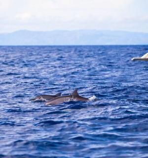 due delfini che nuotano nell'acqua vicino a una barca