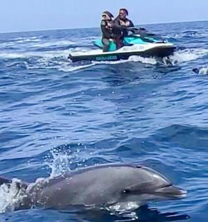 dva delfíni a dva lidé na vodním skútru ve vodě