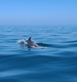 delfín plavající ve vodní ploše