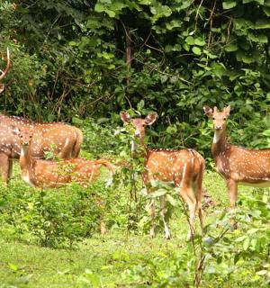 一群鹿站在田野里