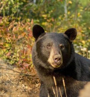 a large black bear standing in the woods
