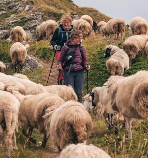 a herd of sheep walking down a hill
