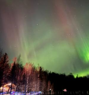 天空中的极光,前景是树木