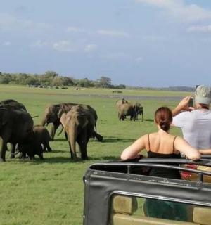 a group of people looking at a herd of elephants