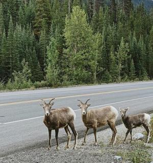 三只动物站在路边