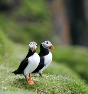 两只鸟并排站在山上
