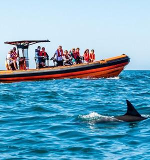 船上的一群人和水中的一只海豚