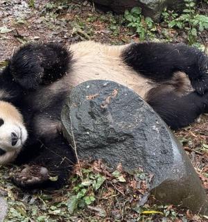 yerde sırt üstü yatan bir panda ayısı