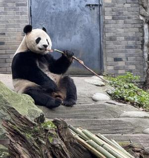 ein Pandabär, der auf dem Boden sitzt und einen Stock hält