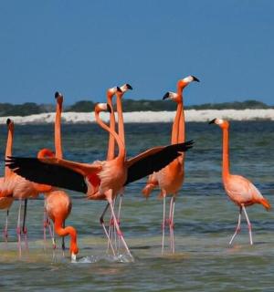 一群粉红色的火烈鸟在水中行走