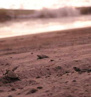 a group of birds sitting on a beach