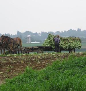 dva koně táhnoucí vozík plný sena