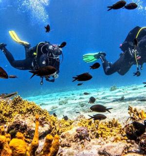 two people diving over a coral reef with fish