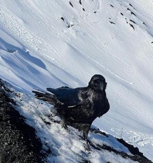 a bird standing on top of a snow covered mountain