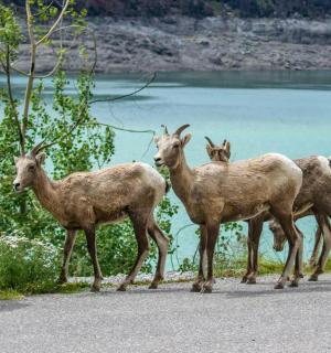 一群山羊站在水边