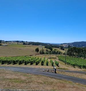 osoba stojící na cestě vedle vinice