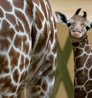 一只小长颈鹿站在一只成年长颈鹿旁边