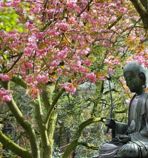 一尊女人坐在一棵开着粉色花朵的树下的雕像