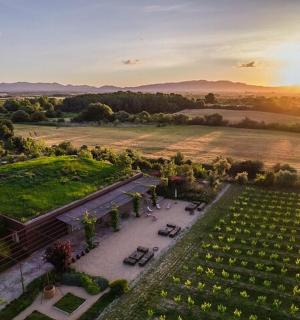 an aerial view of a vineyard at sunset