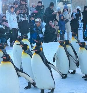 a group of penguins standing in front of a group of people