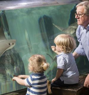 muž a dítě se dívají na žraloka v akváriu