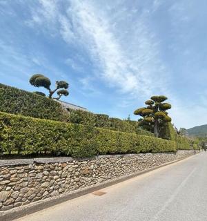 山上一条两旁长满灌木和树木的道路