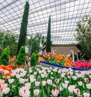 a garden of flowers with tulips in a greenhouse