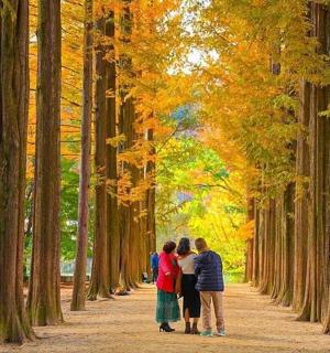 a family walking down a tree lined path