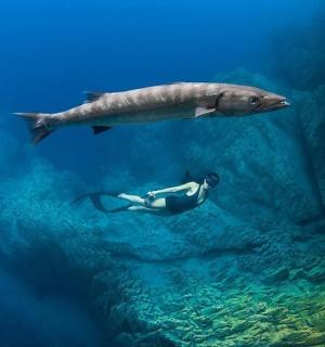 en person, der svømmer i havet ved siden af en hvalhaj