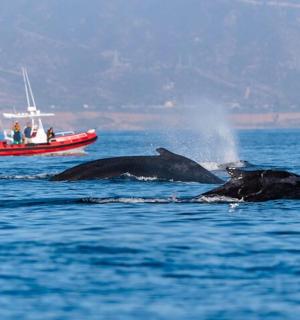 两只鲸鱼和一艘船在水中游泳