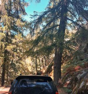 a car driving down a dirt road in a forest