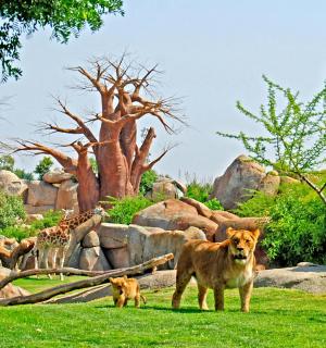 几只动物和一只长颈鹿站在田野里