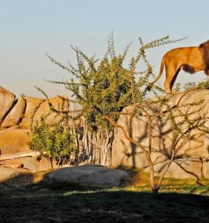 一只狮子站在一堆岩石顶上