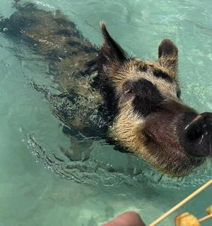a dog in the water playing with a toy