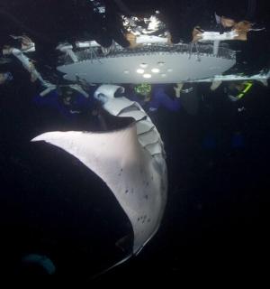 pták sedí na vrcholu fontány