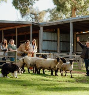 一个男人和一只狗放牧一群羊