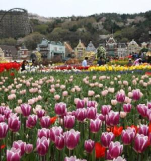 一片花田中的郁金香田