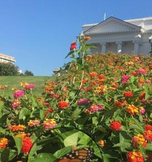 一只蝴蝶坐在房子前的花丛上