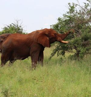 一头大象在田野里吃树叶