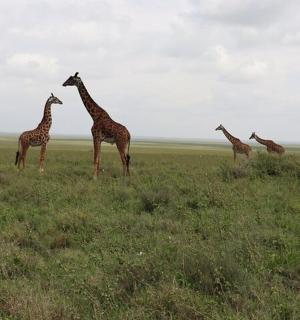 一群长颈鹿站在田野里