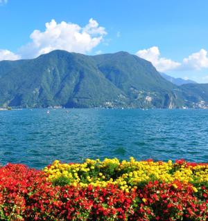 一大片水景和鲜花