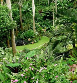 有许多植物、树木和鲜花的花园