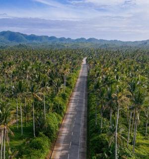 promenáda uprostřed palmového lesa