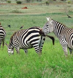 一群斑马在草地上吃草