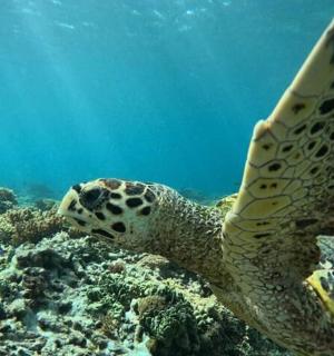 一只海龟在珊瑚礁上游动