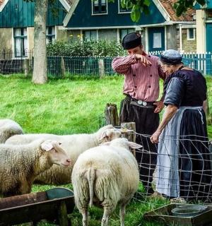 两个男人站在一群羊旁边